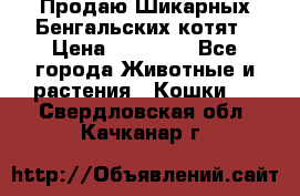 Продаю Шикарных Бенгальских котят › Цена ­ 17 000 - Все города Животные и растения » Кошки   . Свердловская обл.,Качканар г.